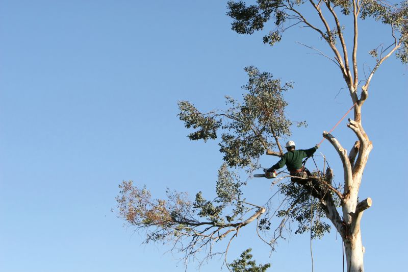 Tree Branch Cutting