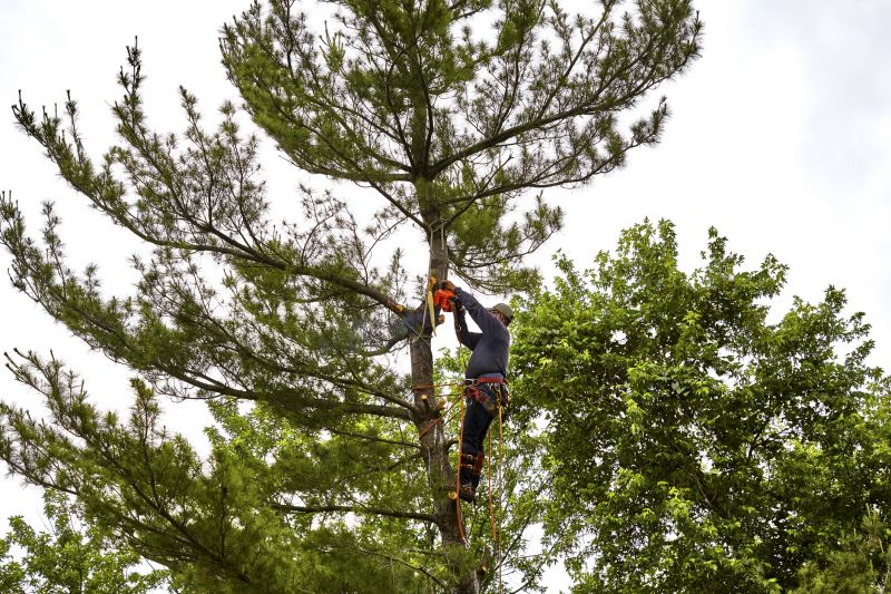 Tree Crown Shaping