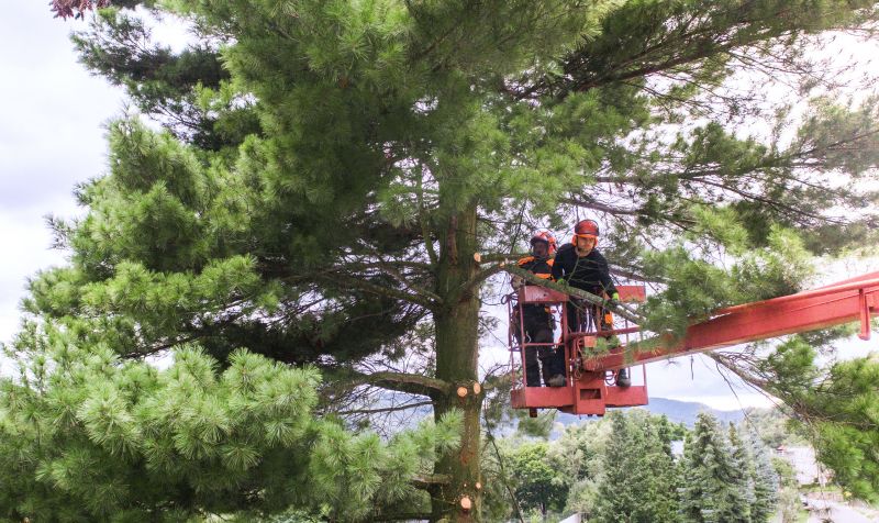 Tree Shaping Service